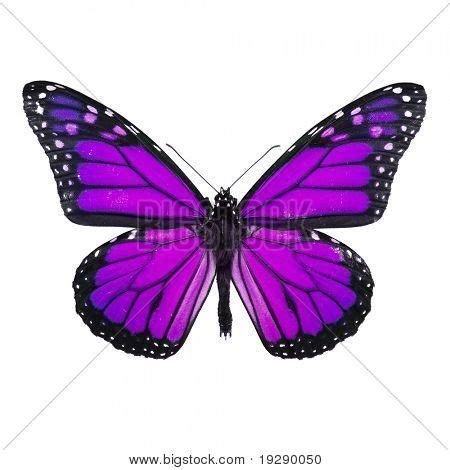 Butterfly Illustration Purple - Butterfly Mania