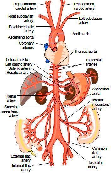 The aorta and its branches | Medical anatomy, Anatomy and physiology, Nurse