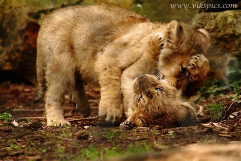 Victoria Hillman Nature Photography Blog: Asiatic Lions Cubs