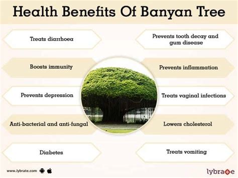 Banyan Tree Benefits | Lybrate