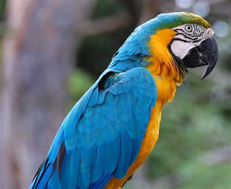 Blue & Gold Macaw | Ralph Daily | Flickr