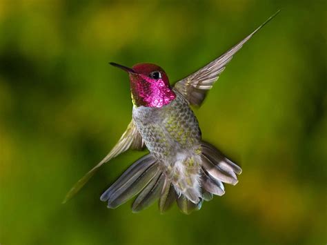 Hummingbirds | The Byoutiful Blog