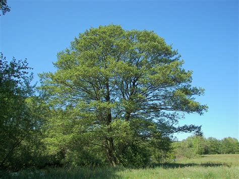 Black Alder Tree Seeds Alnus glutinosa 25 Seeds