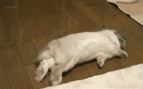 Rabbit GIFs - Get the best GIF on GIPHY