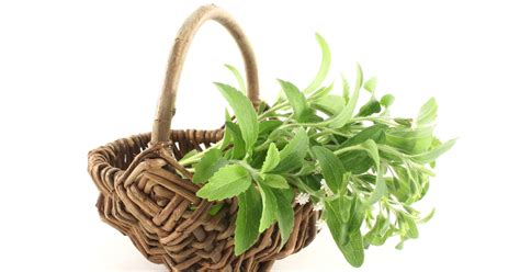 How the Stevia Plant Can Change Your Life: 10 Cool Facts