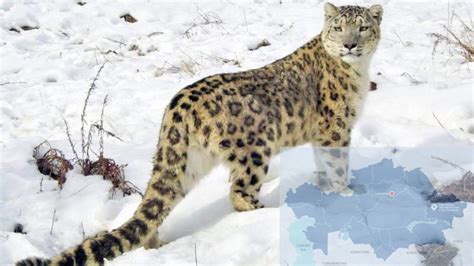 Katon-Karagai National Park Spots Snow Leopard Family (Video) - The ...