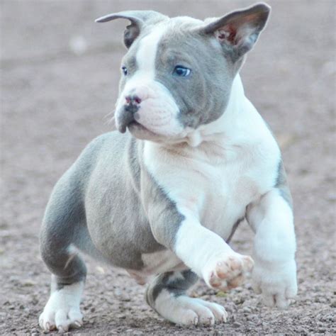 Pitbull Chiot puppy puppies pero cane American bully XL XXL Bully ...