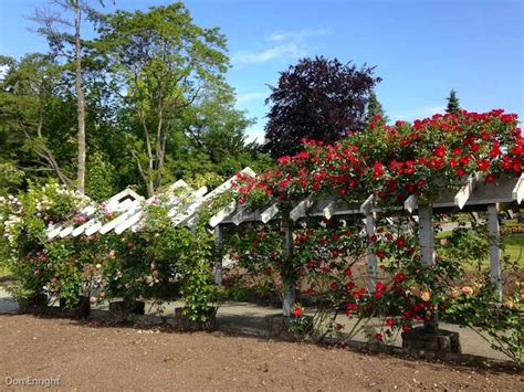 Stanley Park Rose Garden » Vancouver Blog Miss604