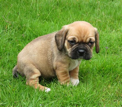 F2 Hybrid PUGGLE Puppies, ready soon