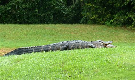 Gator and the Turtle - PentaxForums.com