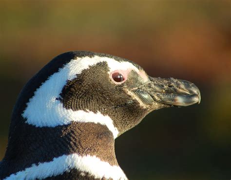 Magellanic - Falklands Conservation