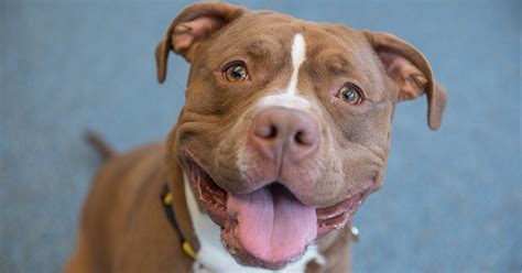 Adoptable Dogs | NYC Adoption Center | ASPCA