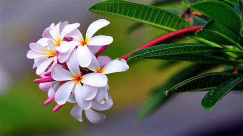 Tropical Flower Desktop Wallpaper | Best Flower Site