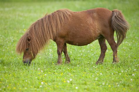 Don't forget to get your eyes checked regularly : r/GoatsOnTopOfHorses