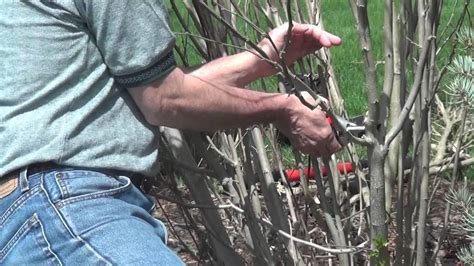 Pruning A Rose of Sharon - YouTube | Rose of sharon, Rose of sharon ...