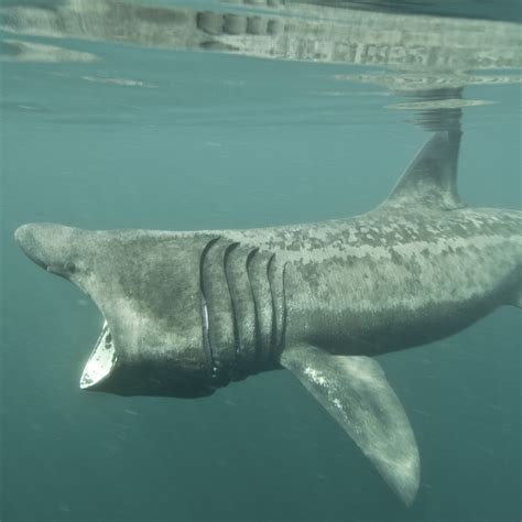 Basking Shark Wikipedia | manminchurch.se