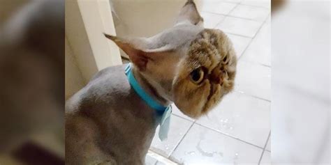 Persian Cat Goes to Get Haircut But Comes Back With an Unexpected Look ...