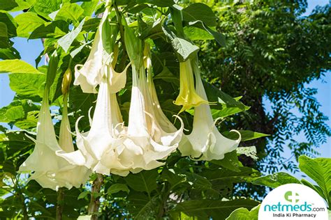 How To Make Datura Flower Essence | Best Flower Site