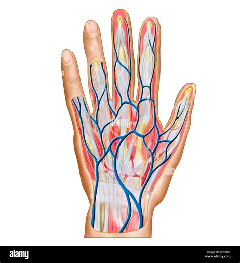 Dorsal digital veins Cut Out Stock Images & Pictures - Alamy