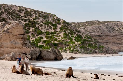 Seal Bay Conservation Park Australia Tourism, Sa Tourism, Kangaroo ...