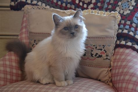 Wilma (Sacred Birman Kitten, blue point) Birman Kittens, Whiskers On ...