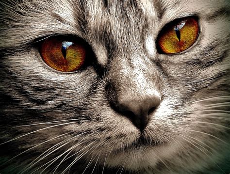 5,000+ Free Cat Face & Cat Images - Pixabay