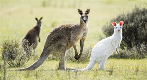 Rare White Kangaroo Spotted in South Australia - National Geographic