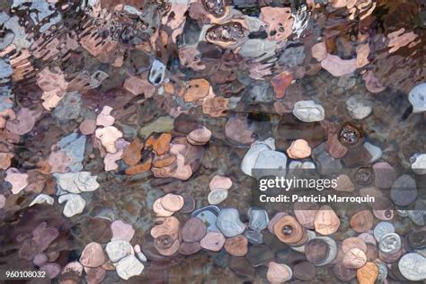 95 Wishing Well Coins Stock Photos, High-Res Pictures, and Images ...