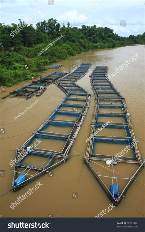 Cage Fish Farming Stock Photo 60707422 : Shutterstock