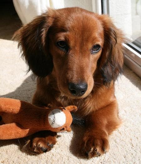 Cute Puppy Dogs: long haired miniature dachshund puppies