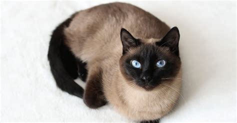 Siamese Cat Lifespan: How Long Do Siamese Cats Live? - IMP WORLD