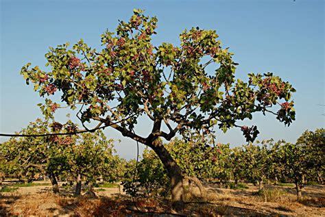 The pistachio tree - Aegina's pistachio