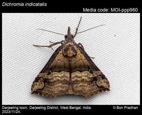 Dichromia indicatalis (Walker, [1859]) - | Moths