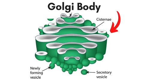 The function of a golgi body