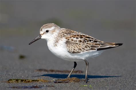 Western Sandpiper — Eastside Audubon Society