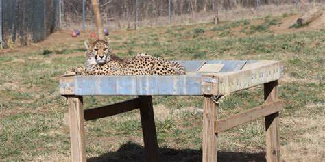 Cheetah Cubdate #18: Eating from Individual Bowls | Smithsonian's ...