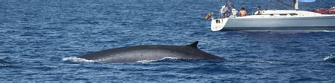 Marine experts warn public to steer clear of fin whale migration off ...