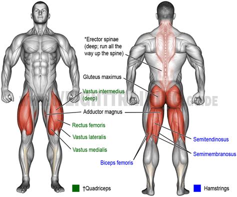 Muscles activated by hip-hinge exercises | Muscle Activation Guide