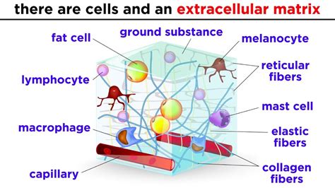 Makeup Of Matrix In Connective Tissue - Makeup Vidalondon