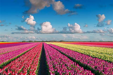 Netherlands Tulip Fields Guide: 4 Best Tulip Fields in Holland - SSW.