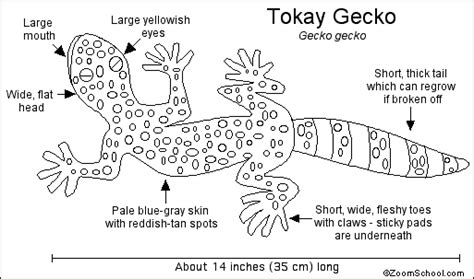 Gecko Printout- EnchantedLearning.com