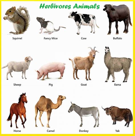 Herbivorous Animals Names | List of Herbivorous Animals pictures with names