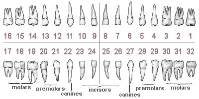 Teeth Names & Numbers