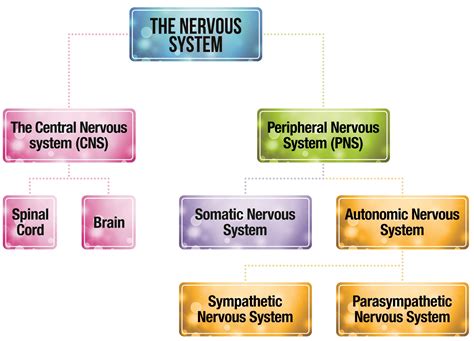 Somatic nervous system diagram - delightsand