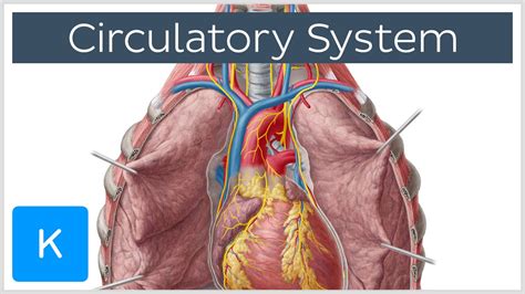 Circulatory System Structures Function And Pathway Kenhub | Images and ...