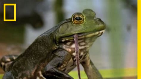 Bullfrogs Eat Everything | National Geographic - YouTube