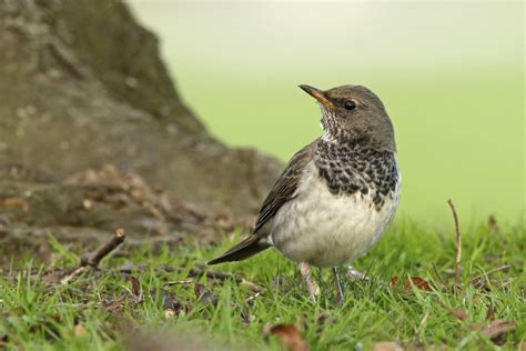 Black-throated Thrush by Paul Coombes - BirdGuides