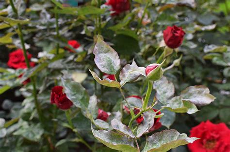 How to Identify and Treat Common Rose Diseases | Gardener’s Path