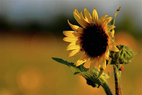 Sunflower with Ladybug Photograph by Brian Goodbar - Fine Art America