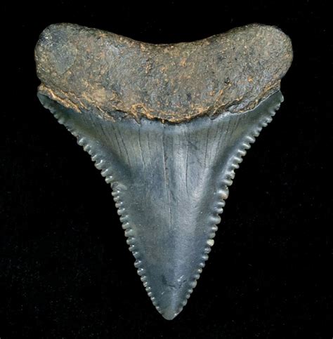 Fossil Great White Shark Tooth - 1.33 Inches For Sale (#5147 ...